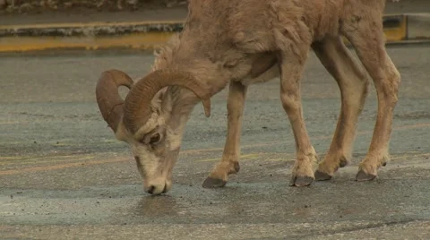 Ram sheep drinking water on road Stock Footage 61085067