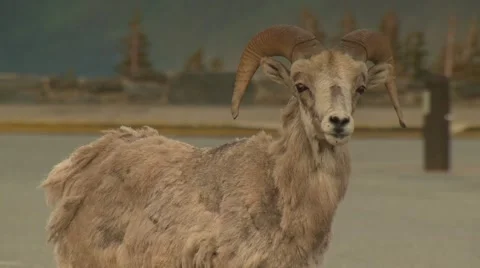 Ram sheep in field Stock Footage 61085068