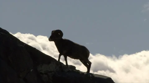 RAM SILHOUETTE Video stock 34962739