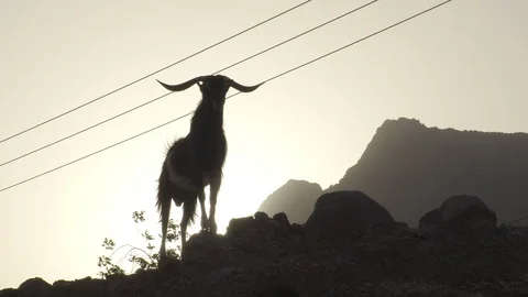 Ram Silhouetted in Oman Stock Footage 89181851