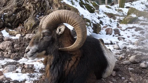 A ram is sitting on the snow in winter 库存影片 102390701