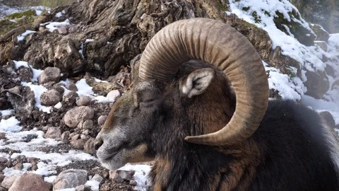 A ram is sitting on the snow in winter 库存影片 102390811