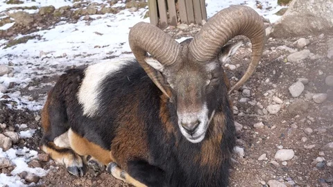 A ram is sitting on the snow in winter Video stock 102391287
