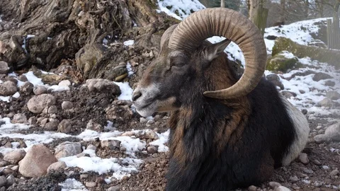 A ram is sitting on the snow in winter 库存影片 103371639