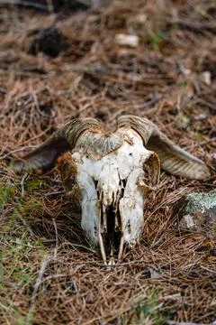 Ram skull decaying on forest floor with horns 库存照片