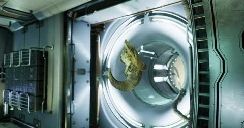 Ram skull floating in zero gravity within the international space station 스톡 일러스트