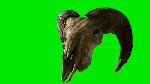 Ram skull at green chromakey background Stock Footage 141523082