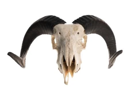 Ram skull with horns Foto stock