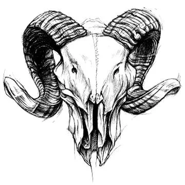 Ram Skull Stock Illustration