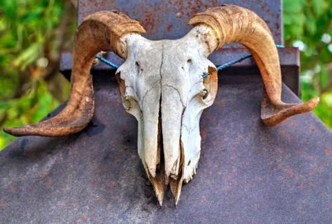 Ram skull Stock Photos