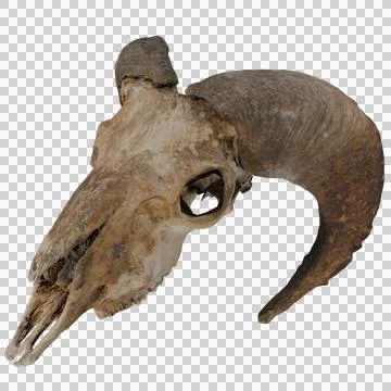 Ram skull Stock Photos