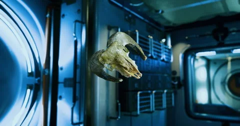 Ram skull in zero gravity drifts inside the international space station 스톡 동영상 306207319