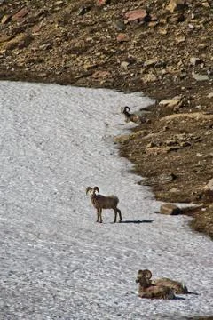 Ram on a Snow Field Fotos Stock