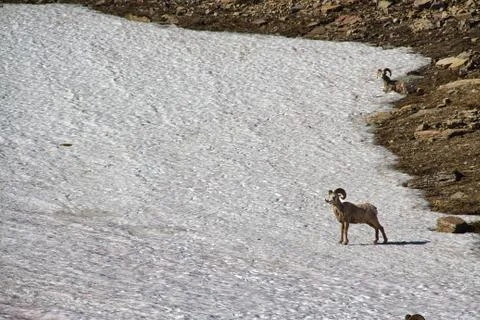 Ram on a Snow Field Photos
