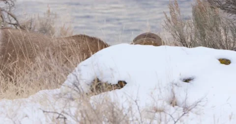 A Ram Strolling by the River 스톡 동영상 240011957
