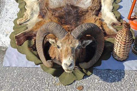 Ram Trophy Flea Market Stock Photos