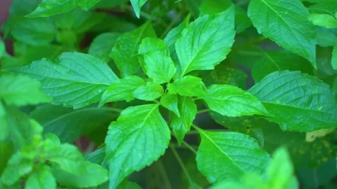 Ram tulsi leaf juice is a very useful Ayurvedic medicine for cold and cough. Video stock 218644656