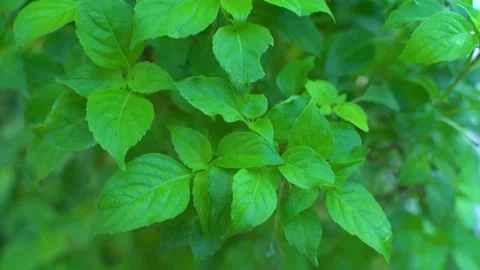 Ram tulsi leaf juice is a very useful Ayurvedic medicine for cold and cough. Video stock 218645339