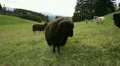 ram tup bavarian alps HD Footage