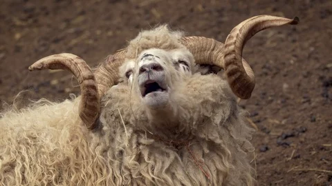 Ram with twisted horns ruminating Stock Footage 87804635