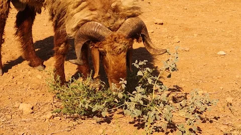 Ram using horns to cut and eat wild grass in desert wildlife scene and sheep Stock Footage 316814201
