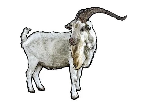 The Ram vector Illustration Stock Illustration
