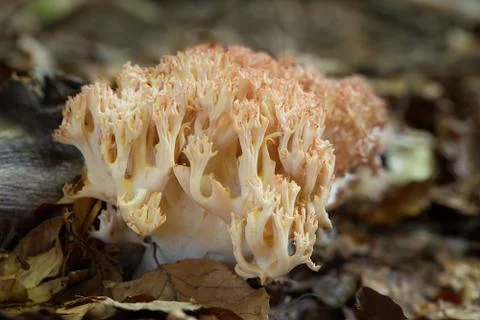Ramaria botrytis Stock Photos