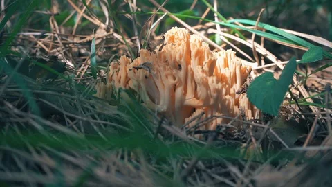 Ramaria flava Stock Footage 97655175