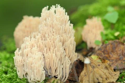 Ramaria stricta Stock Photos