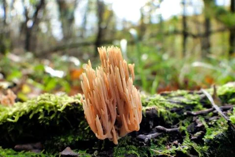 Ramaria stricta. Stock Photos