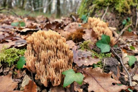 Ramaria stricta. Stock Photos