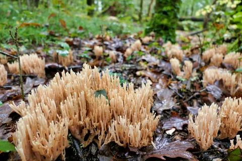 Ramaria stricta. Stock Photos