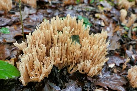 Ramaria stricta. Stock Photos
