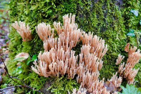 Ramaria stricta. Stock Photos