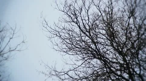 Ramas efecto color 3 Stock Footage 10889598