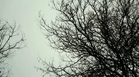 Ramas efecto color Stock Footage 10889768