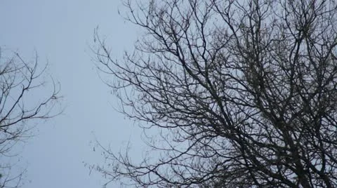 Ramas Stock Footage 10889723