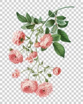 Rambler merah muda Stock Illustration