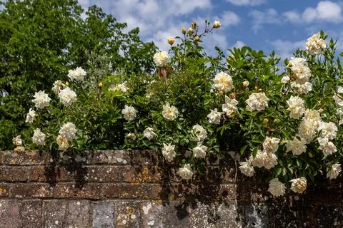 A rambling rose falling over a wall, on a sunny late spring day Photos