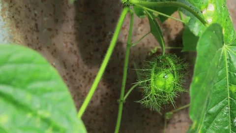 The rambusa fruit (Passiflora foetida) is a wild plant that is rich in benefits Stock Footage 197645274