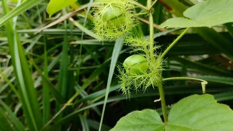 Rambusa fruit, stinking passionfruit, ermot (Passiflora foetida). 스톡 동영상 310290669