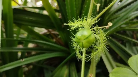 Rambusa fruit, stinking passionfruit, ermot (Passiflora foetida). Stockbeeldmateriaal 310290693
