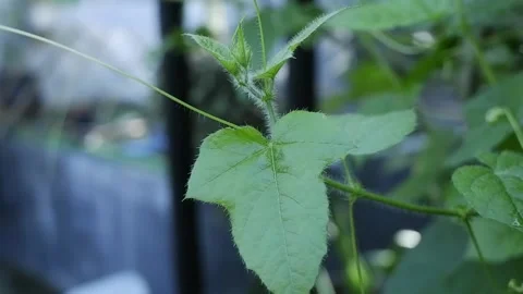 Rambusa / Mini passion fruit Stock Footage 186859632