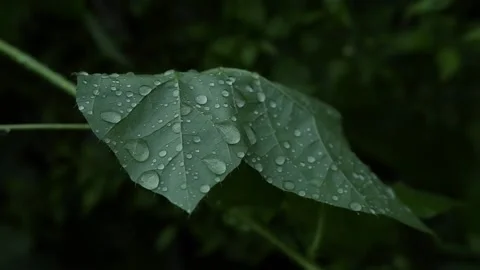 Rambusa / Mini passion fruit Stock Footage 194185701