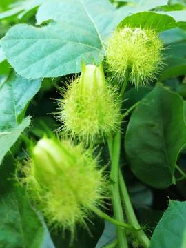 Rambusa or ermot is the name of a type of small fruit. Stock Photos