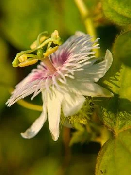 Rambusa Stock Photos