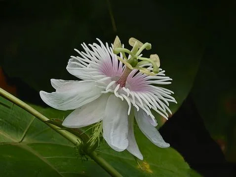 Rambusa Stock Photos