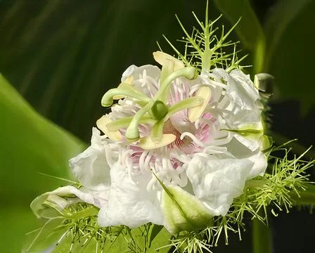 Rambusa Stock Photos