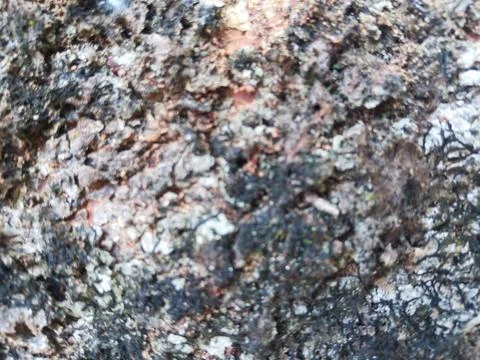 Rambutan bark surface Fotos Stock