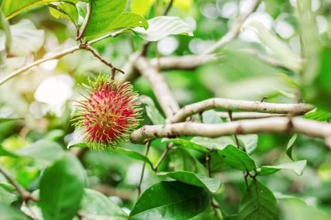 Rambutan with branches background. Foto stock